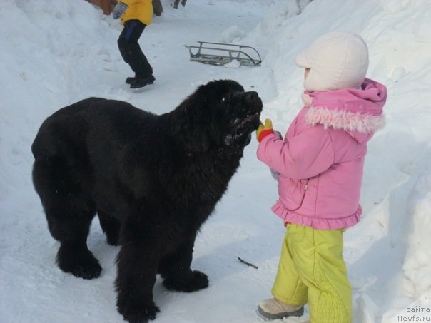 Фото: ньюфаундленд Дар Свезы Онафеелинг (Dar Svezy Onafeeling)