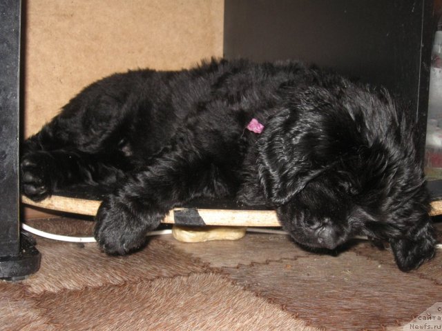 Фото: Щенок от пары, ньюфаундленд Великий Медведь Загадка, ньюфаундленд Атлант Бэст