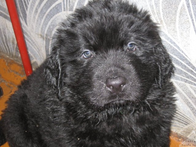 Фото: Щенок от, ньюфаундленд Великий Медведь Загадка, ньюфаундленд Атлант Бэст