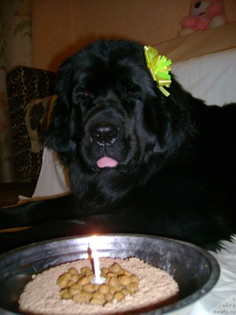 Фото: ньюфаундленд Лесли-Сиа Фловер (Leslley-Sia Flover)