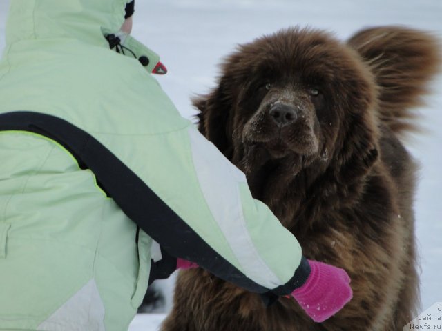 Фото: ньюфаундленд Бархатка Роскошная