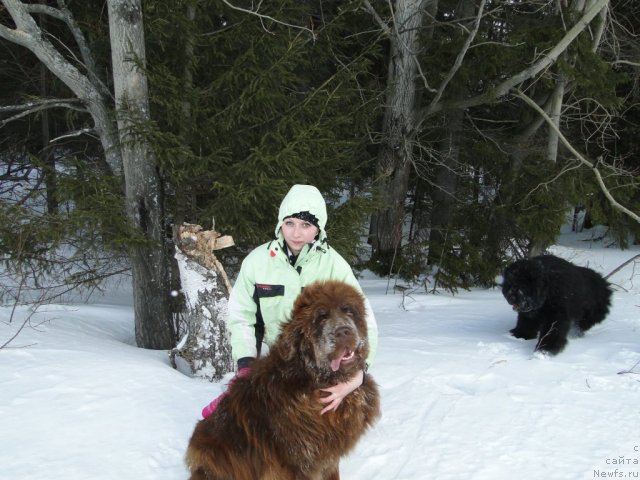 Фото: ньюфаундленд Бархатка Роскошная, А.Пермякова