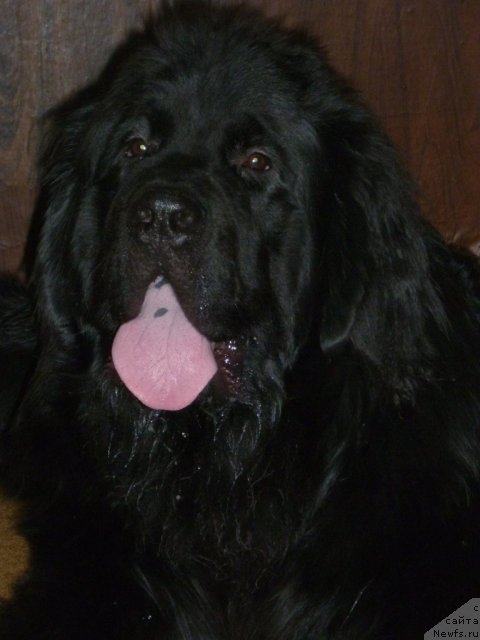 Фотография № 62247