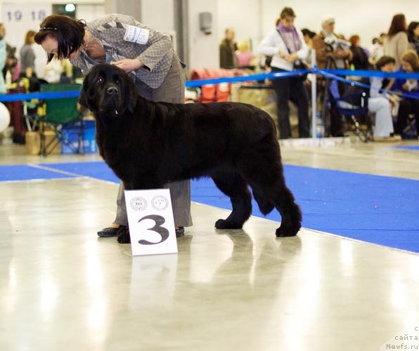 Фото: ньюфаундленд Бегущая по Волнам Харизма (Beguschaya po Volnam Harizma)