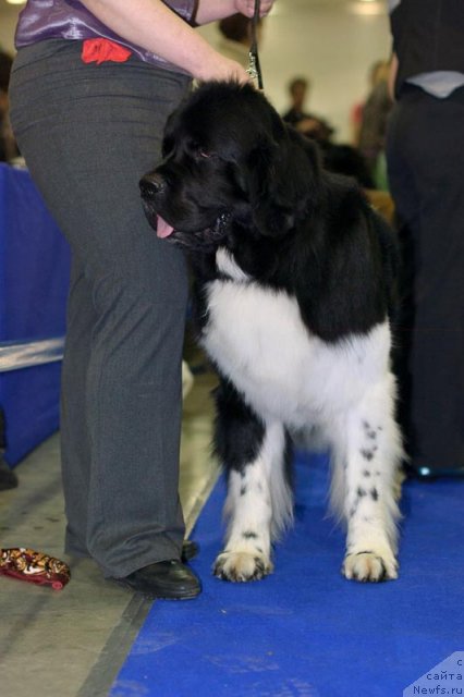 Фотография № 62252