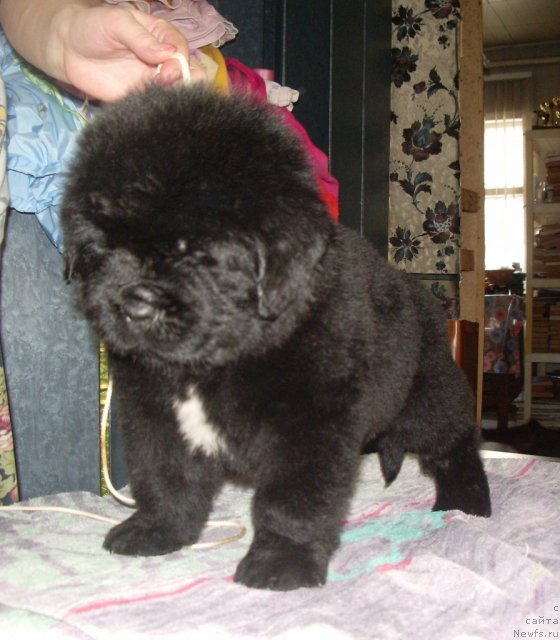 Фото: ньюфаундленд Супер Премиум Зи Зи Топ