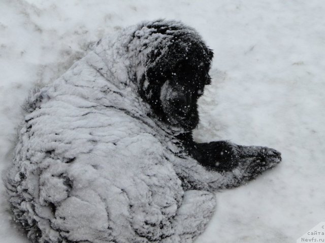 Фото: ньюфаундленд Ньюфорт Лунный Бархат