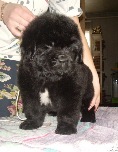 Фото: ньюфаундленд Супер Премиум Зи Зи Топ