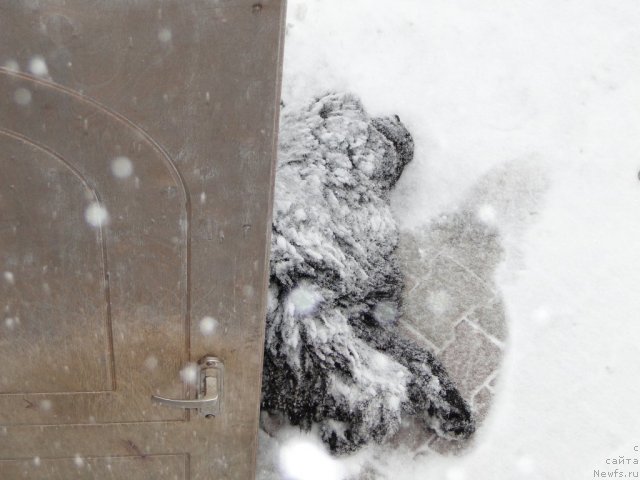 Фото: ньюфаундленд Баловень Судьбы