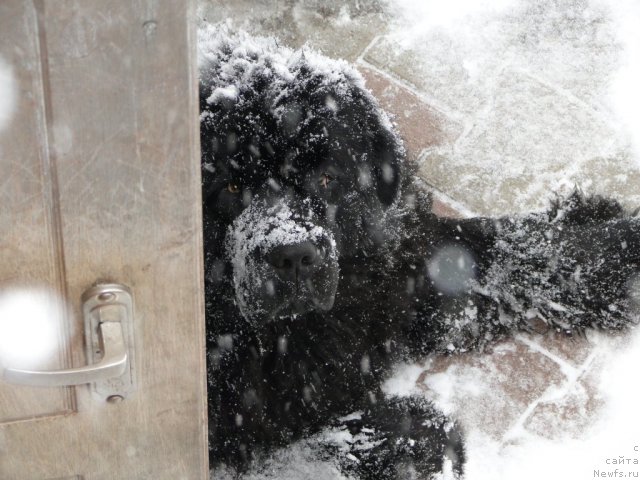 Фото: ньюфаундленд Баловень Судьбы