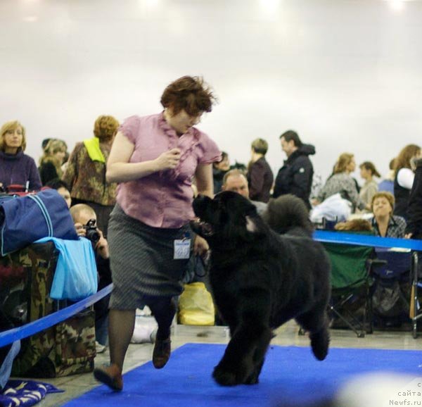 Фото: ньюфаундленд Акватория Келвин Килиманджаро (Aquatoriya Kelvin Kilimandzharo)