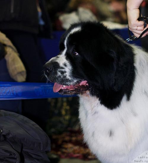 Фотография № 62272