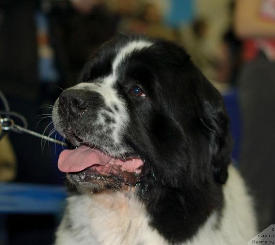 Фотография № 62273