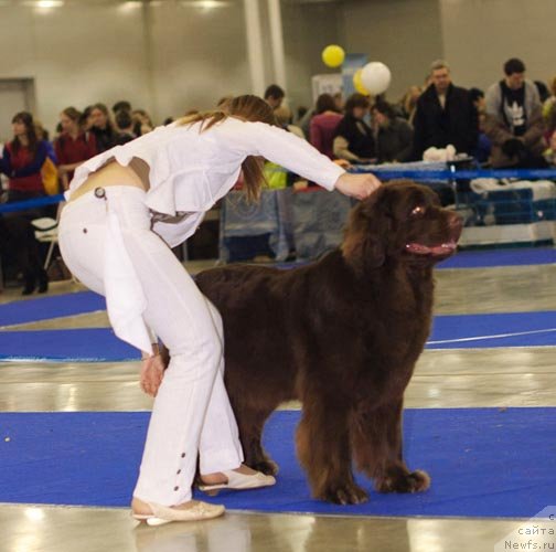 Фото: ньюфаундленд Ангел Моей Души Сладкая Шоколадка (Angel Moey Duchi Sladkaya Shokoladka)