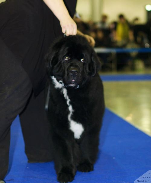 Фотография № 62282