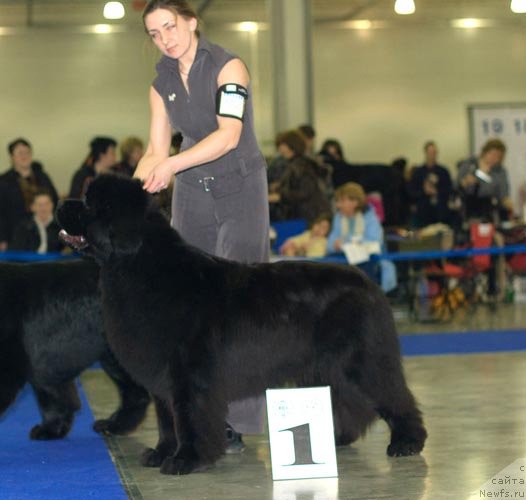 Фото: ньюфаундленд Beginning With Glory iz Volotova