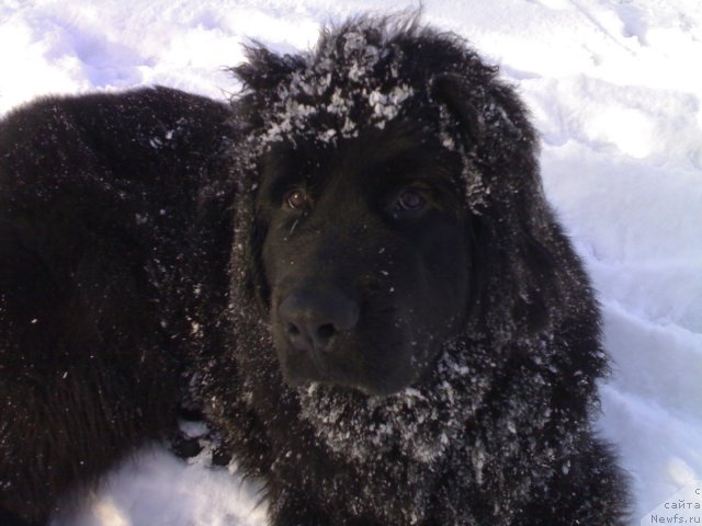 Фото: ньюфаундленд Черный Шарм Бостон