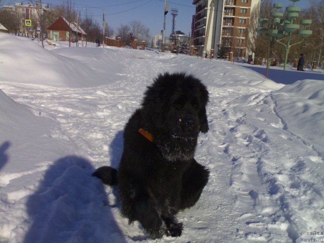 Фото: ньюфаундленд Черный Шарм Бостон