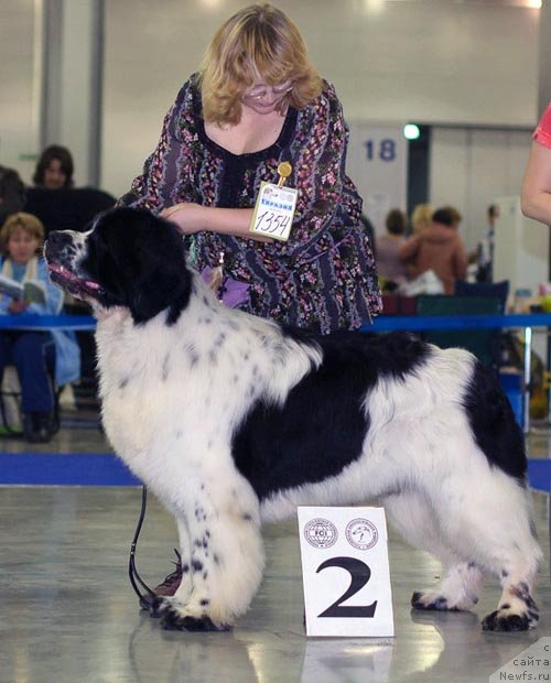Фото: ньюфаундленд Сент Джонс Парад Планет