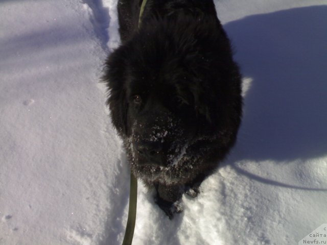 Фото: ньюфаундленд Черный Шарм Бостон