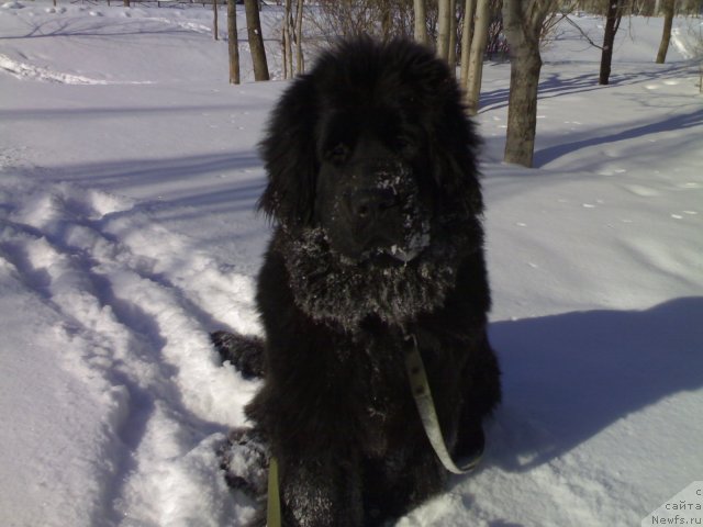 Фото: ньюфаундленд Черный Шарм Бостон