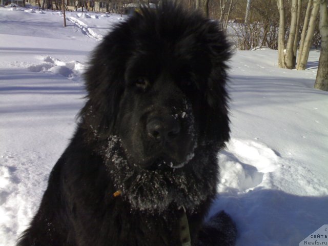 Фото: ньюфаундленд Черный Шарм Бостон