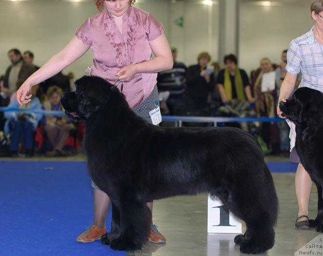 Фото: ньюфаундленд Акватория Келвин Импресса (Aquatoriya Kelvin Impressa)
