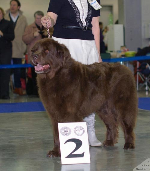 Фото: ньюфаундленд Ютта с Берега Дона