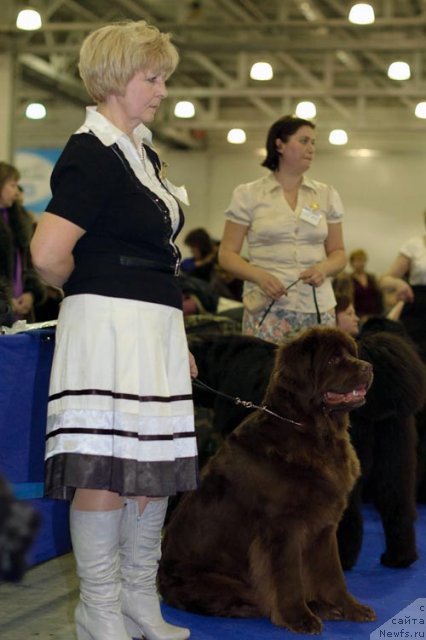 Фото: ньюфаундленд Игерма из Академии Шоколада (Igerma iz Akademii Shokolada)