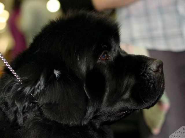 Фотография № 62331