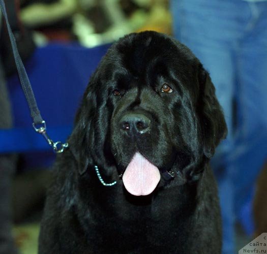 Фотография № 62334