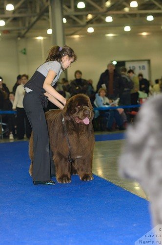 Фото: ньюфаундленд Take it Slowly Quero