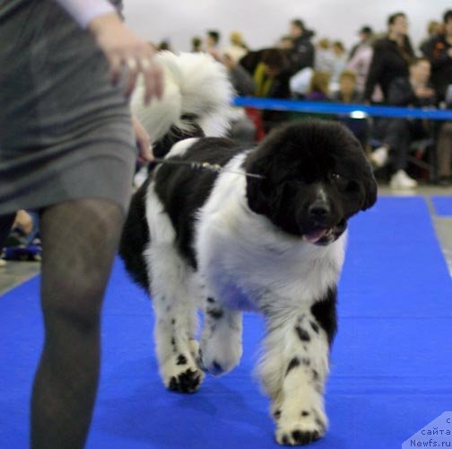 Фотография № 62345