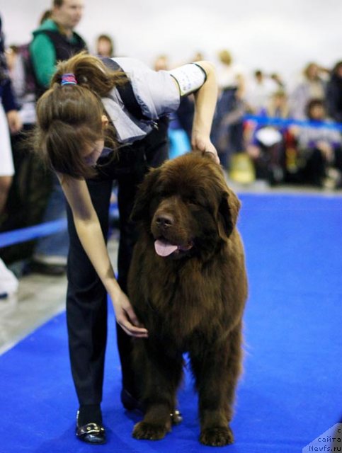 Фото: ньюфаундленд Очаровашка с Берега Дона (Ocharovashka s Berega Dona)