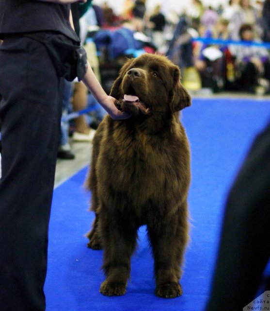 Фото: ньюфаундленд Очаровашка с Берега Дона (Ocharovashka s Berega Dona)