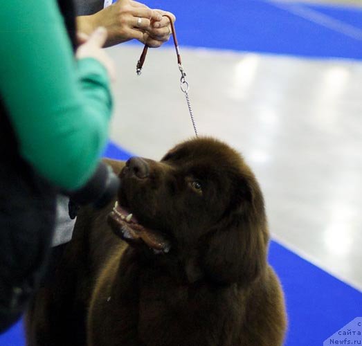 Фотография № 62356