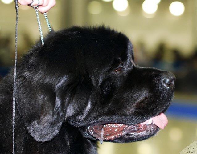 Фотография № 62364