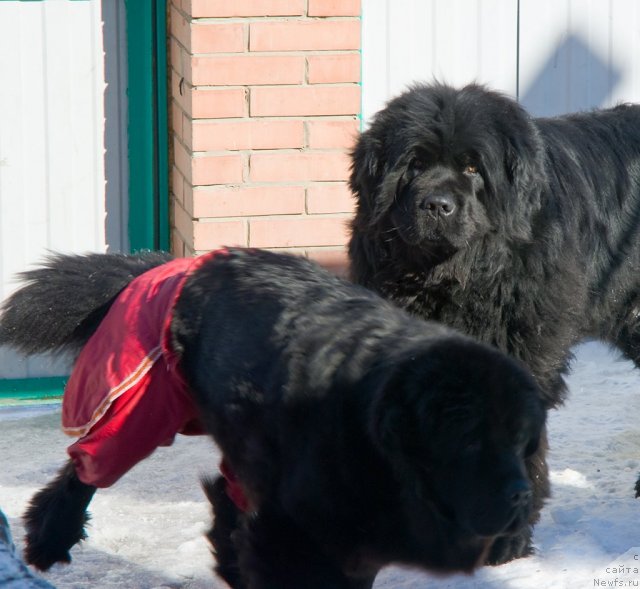 Фото: ньюфаундленд Юган с Тоянова Городка (Ygan s Toyanova Gorodka), ньюфаундленд Изумрудная Лагуна Аргона