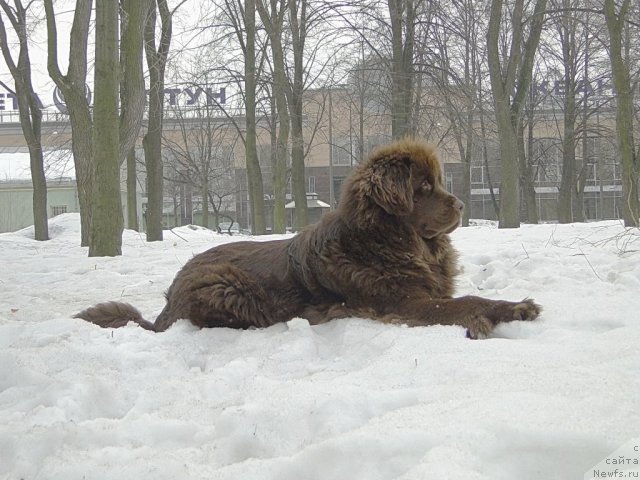 Фото: ньюфаундленд Красота Чистого Золота