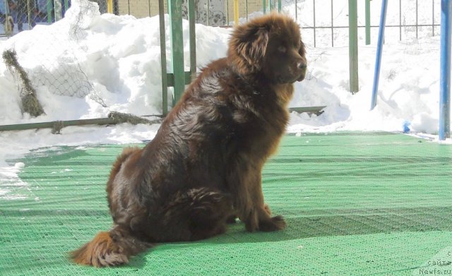 Фото: ньюфаундленд Красота Чистого Золота