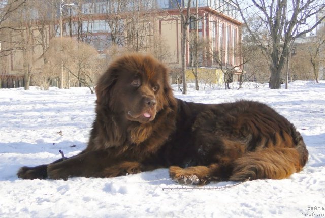 Фото: ньюфаундленд Красота Чистого Золота