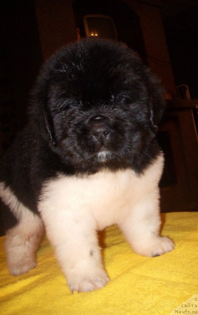 Фото: ньюфаундленд Супер Премиум Знаменитой Буду Я