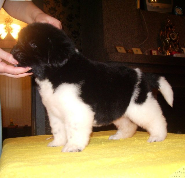 Фото: ньюфаундленд Супер Премиум Знаменитой Буду Я