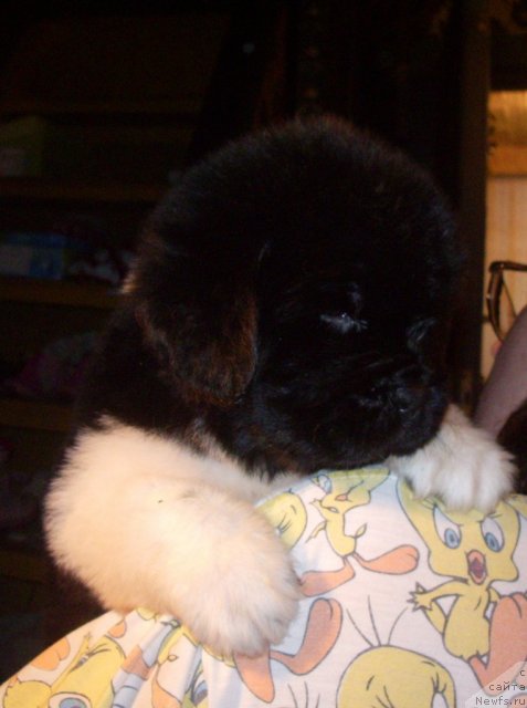 Фото: ньюфаундленд Супер Премиум Знаменитой Буду Я