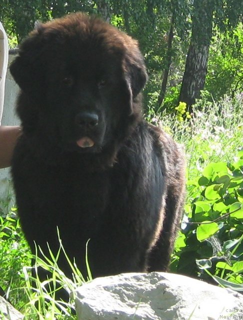 Фото: ньюфаундленд Императорский Каприз Икария