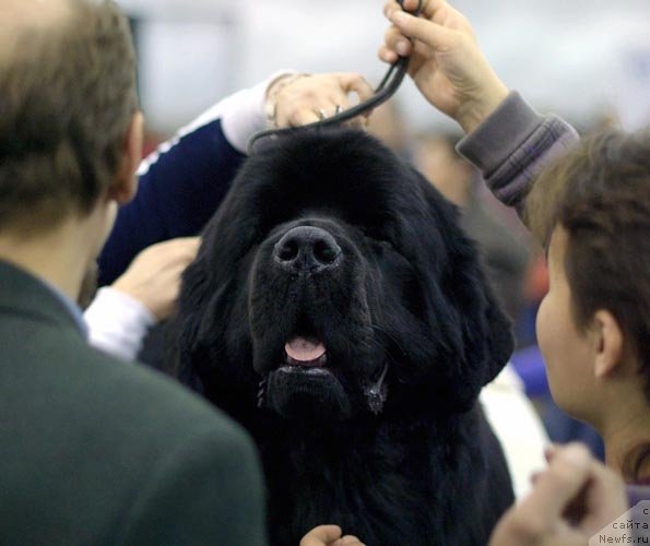 Фото: ньюфаундленд Акватория Келвин Килиманджаро (Aquatoriya Kelvin Kilimandzharo)