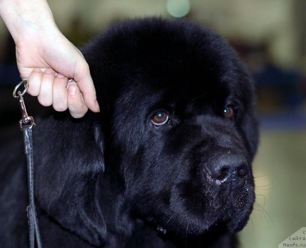 Фотография № 62404