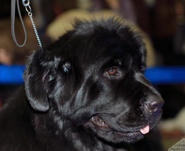 Фото: ньюфаундленд Акватория Келвин Инспирит Лайф (Aquatoriya Kelvin Inspirit Life)