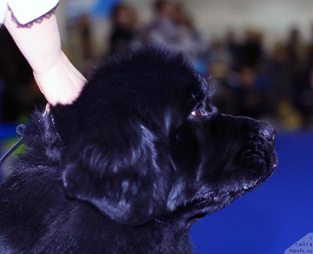 Фотография № 62406