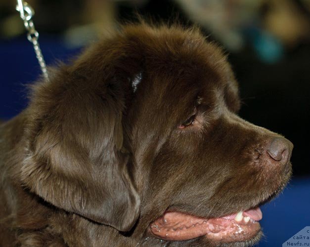 Фотография № 62408